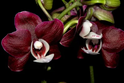 Орхидея Каода: описание, фото, сорта нового гибрида, а также особенности  цветения, пересадки, размножения и правила ухода в домашних условиях