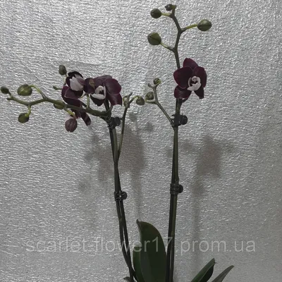 Орхидея Каода воск глянец!!! на 2 цветоноса, цена 385 грн — Prom.ua  (ID#1318238988)