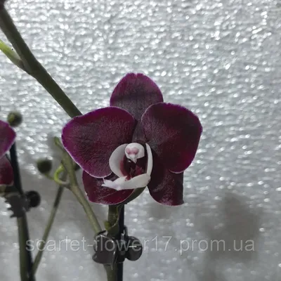 Орхидея Каода воск глянец!!! на 2 цветоноса, цена 385 грн — Prom.ua  (ID#1318238988)