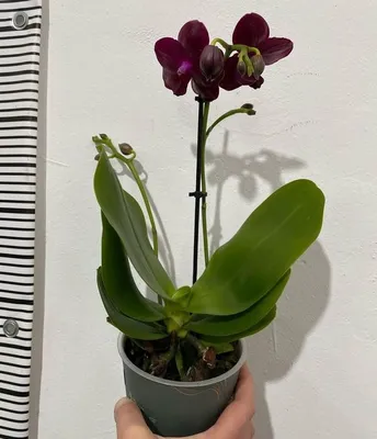 Восковая Орхидея каода: 170 грн. - Комнатные растения Одесса на Olx