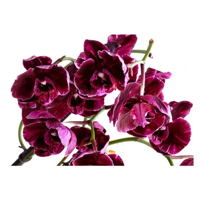 Каменная Роза и другие спецсорта орхидей ✾ Орхидеи Купить Киев