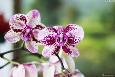 Орхидея Фаленопсис - «Как заставить орхидею выпустить цветонос и детку  (100% метод) ·Главная ошибка, которую совершают даже опытные цветоводы в  уходе за орхидеей ·Все о грунте, поливе, удобрении + ЭКСПЕРИМЕНТ:  размножение орхидеи
