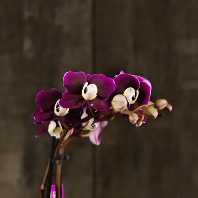 Купить черную Орхидею Каода