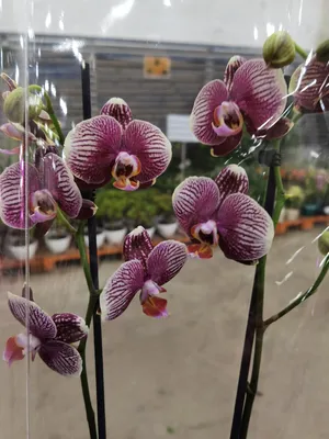 Мой третий поход за орхидеями на оптовую базу Флорэвиль. | Жизнь на  подоконнике | Дзен