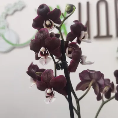 Фаленопсис Каода, Живые растения в Астрахани, купить по цене 2700 руб,  Цветы в горшках в ОрхИдея с доставкой | Flowwow