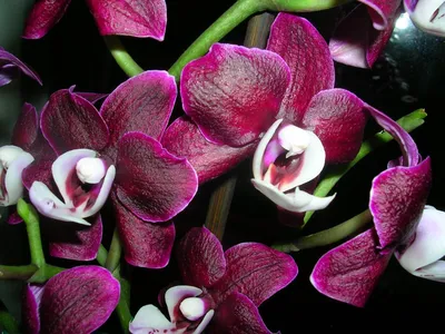 Орхидея каода твинкл - 89 фото