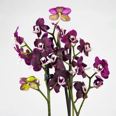 Орхидея каода - 35 фото