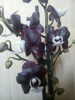 Орхидеи от 3000-и все для них - Страница 106 - Цветочный базар - Все Вместе  - Страница 106