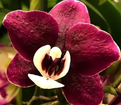 Орхидеи: как выглядят и называются разные сорта и виды, в том числе  Мультифлора, какого цвета бывают, названия похожих растений