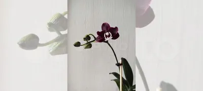 Орхидея фаленопсис Каода Твинкл купить в Иваново | Товары для дома и дачи |  Авито