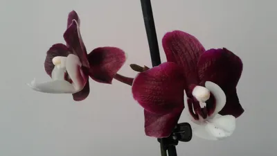 Орхидея Каода (52 фото)
