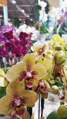 Цветонос орхидеи. Уход за Фаленопсисом во время и после цветения.  Фотографии.
