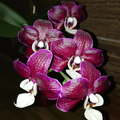 Сорта орхидеи фаленопсис: особенности классификации растения и описание  новых и известных видов с крупными пятнистыми цветами и иными  характеристиками