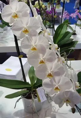 Цветонос орхидеи. Уход за Фаленопсисом во время и после цветения.  Фотографии.