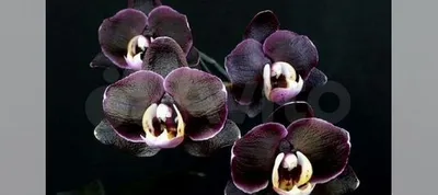 Орхидея Каода Kaoda Twinkle (Азия) с цветоносом купить в Москве | Товары  для дома и дачи | Авито