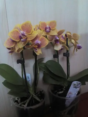Орхидеи от 3000-и все для них - Страница 76 - Цветочный базар - Все Вместе  - Страница 76