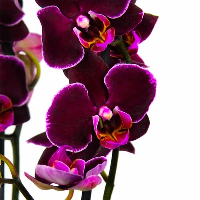 Купить Орхидея фаленопсис Black Prince 2 ст. Сортовые Орхидеи в наличии,  большой выбор!