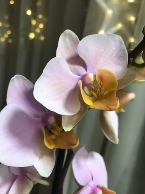 Phalaenopsis orchid TULCAN | Орхидеи, Орхидея, Растения