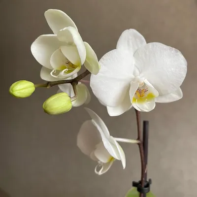 Продано: Орхидея белая - всякая всячина в Днепропетровске (Днепре),  объявление №32108368 Клубок (ранее Клумба)