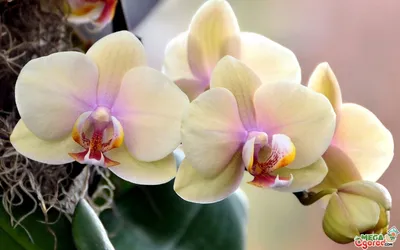 Почему орхидея сбрасывает цветы? Как обеспечить растению правильный уход