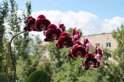 Уход за орхидеей в разные поры года: зимой, осенью, весной и летом