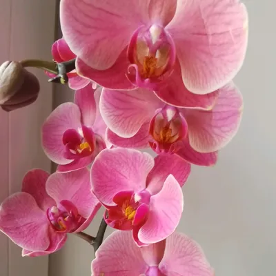 Плейлист Орхидеи смотреть онлайн в хорошем качестве