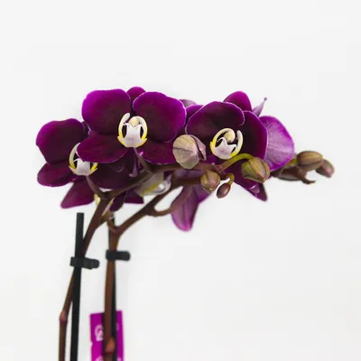 Орхидея Каода купить в интернет-магазине