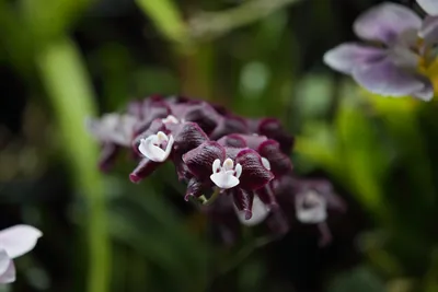 Орхидея Каода Твинкл / Phal. Kaoda Twinkle '1442' 😍 - YouTube