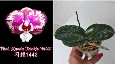 Орхидея каода твинкл - 34 фото