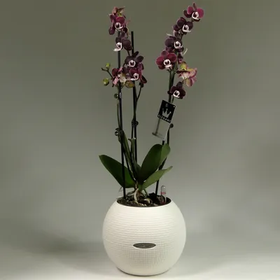 Орхидеи : Орхидея Каода в Lechuza puro color