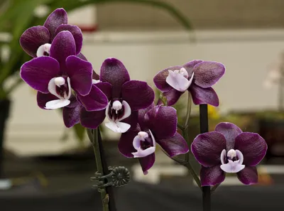 Цветок чёрная орхидея - Огород Дома