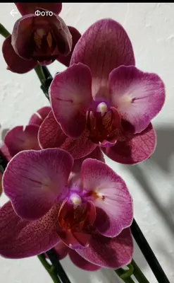 Орхидея Фаленопсис - «всё об уходе,советы начинающим,способы борьбы с  вредителями и реанимации орхидеи без корней фото прилагается!!!» | отзывы