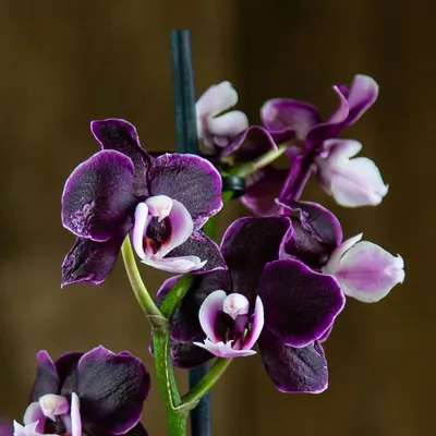 Орхидея каода в кашпо купить