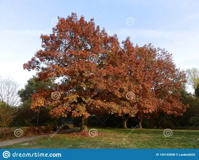 Деревья в осени в Германии стоковое фото. изображение насчитывающей  ландшафт - 129152808