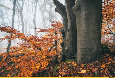 Фото Германия осень лес - бесплатные картинки на Fonwall