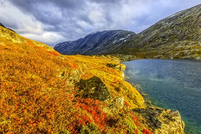 Картинки Норвегия Горы осенние Природа Озеро Трава