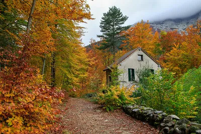 Фото Листва Франция Corsica Осень Природа Дороги Камень Дома Деревья