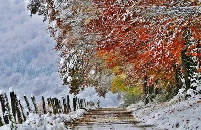 Обои Франция, Бретань, деревья, лес, осень, листья, солнечные лучи  2880x1800 HD Изображение