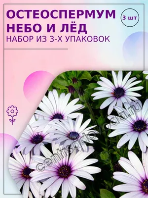 Однолетники. Остеоспермум Небо и лёд. 3 упаковки Агрофирма Поиск 19349215  купить за 403 ₽ в интернет-магазине Wildberries