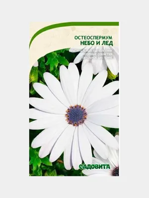 Остеоспермум Небо и лед (семена,цветы) за 49 ₽ купить в интернет-магазине  KazanExpress