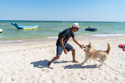 Отдых в Кирилловке с собакой или кошкой 2020 | Отели pet-friendly в  Кирилловке | Цены и отзывы – О, Море.Сity