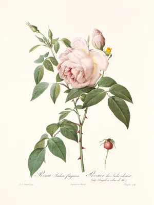 Букет из 21 Голландской бело-розовой розы (Эквадор) | купить 21 Голландскую  бело-розовую розу