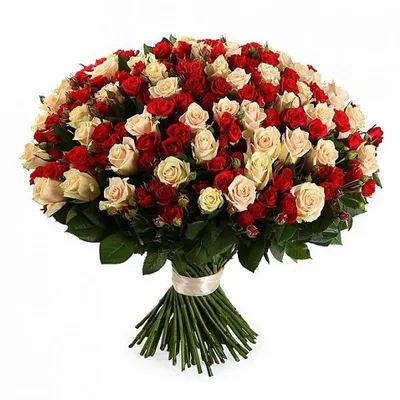 Букет из 21 длинной Голландской алой розы | купить 21 высокую розу