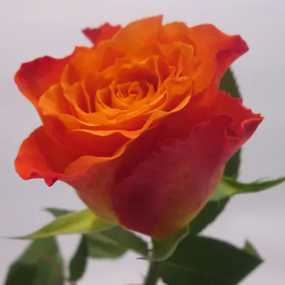Кустовая роза Роял Порцелина Королевский фарфор | доставка по Москве и  области