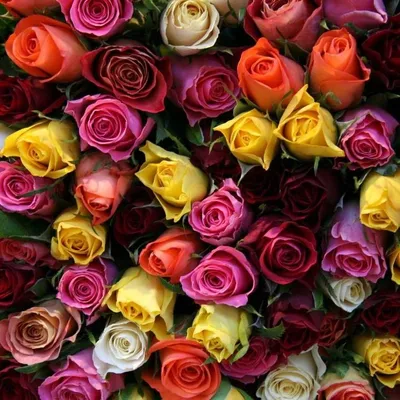 Розовые Розы в черной упаковке 11 штук, Цветы и подарки Краснодар,  Краснодарский край, Россия, купить по цене 3350 RUB, Монобукеты в BEAUTY  FLOWERS с доставкой | Flowwow