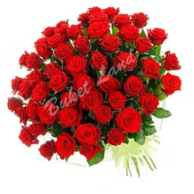 61 червона троянда Grand Prix 60 см - придбати квіти з доставкою | BUKETLAND