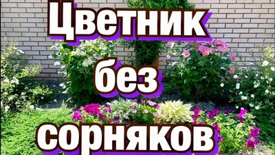 Цветник (клумба) без сорняков- реально? Проблемы и решения на клумбе. -  YouTube