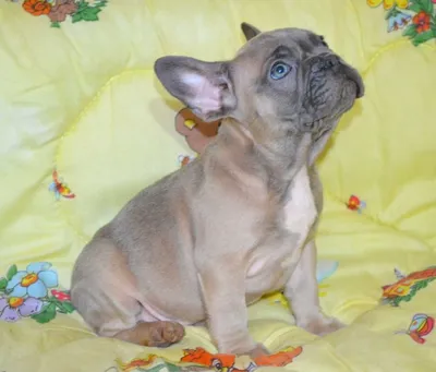 Голубо палевый щенок с зелёными глазами! Девочка французского бульдога: 200  $ - Собаки Киев на Olx