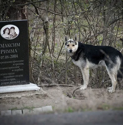 Подмосковный Хатико 15 лет сторожил памятник погибшим хозяевам: Общество:  Россия: Lenta.ru