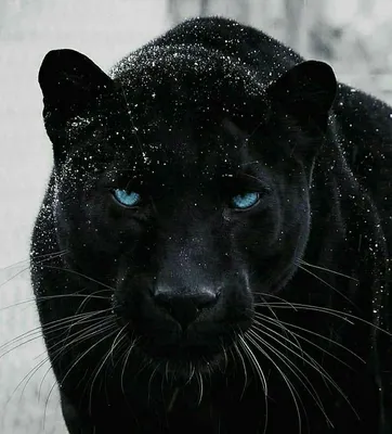 Красавица пантера в снежку \u0026 Семейство кошачьих \u0026 Фото | МУРЧИМ.РФ